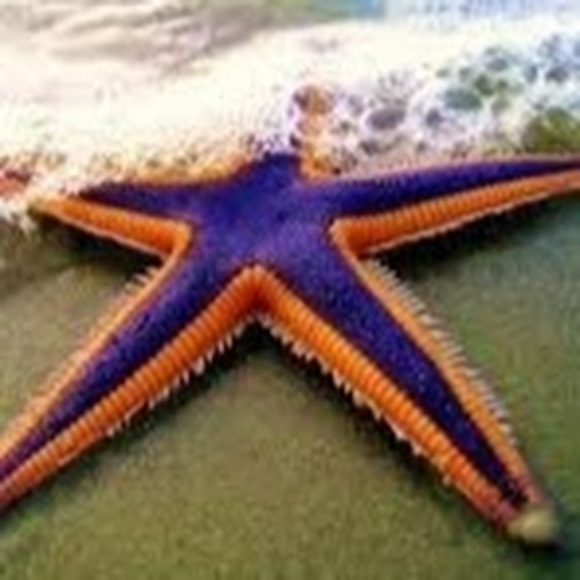 Meet your Posher, Marybeth - Picture 1 of 1